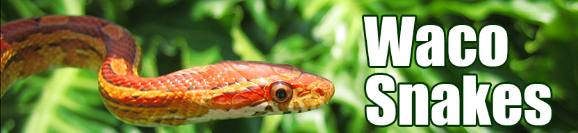 Waco snake